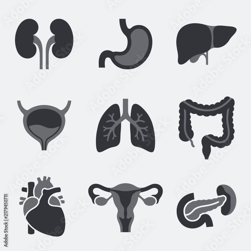 A minimalist collection of stylized organ icons representing health and wellness, ideal for educational materials or health-related designs.