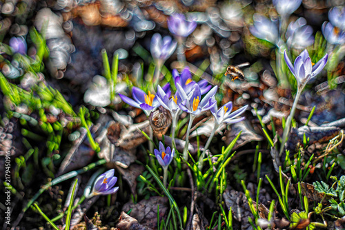 Naklejka Bee flies to crocuses