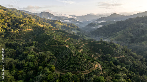 Coffee plantation on misty volcanic hills at sunrise in lush mountain landscape