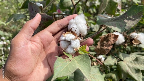 Fotografie Hand Holding Raw Cotton Boll in Field