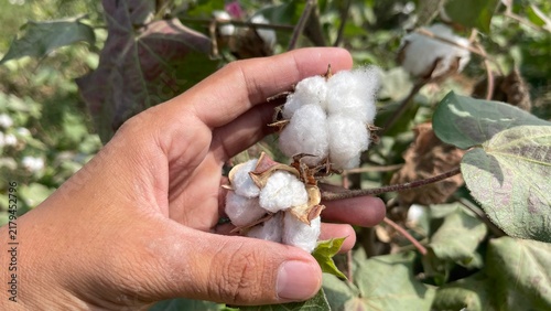 Hand Holding Raw Cotton Boll in Field