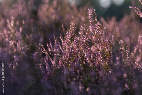 Blühende Besenheide (Calluna vulgaris) im warmen Gegenlicht. Violette Heideblüten leuchten vor einem weichen Bokeh und schaffen eine stimmungsvolle Spätsommeratmosphäre.