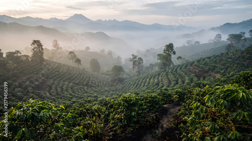 Panoramic view of lush coffee plantations nestled on misty tropical mountain hills at sunrise
