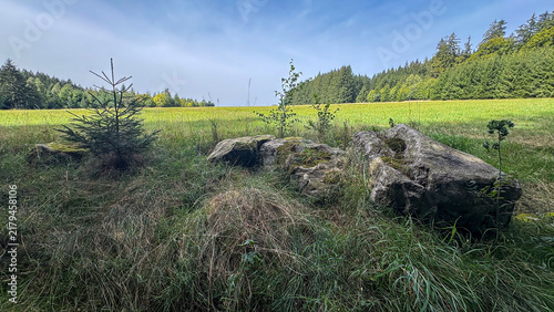Serene landscape with rocks among lush greenery