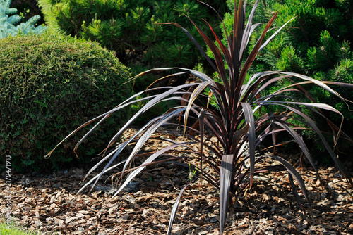 ornamental plant cordyline in the garden
