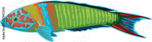 vector colorful fish Thalassoma pavo (male)