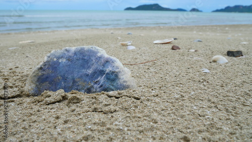 Unique Blue and Purple Sea Shell Half on Sandy Beach Shore