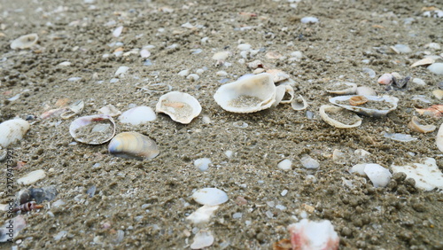 Scattered Seashells and Shell Fragments on Wet Beach Sand