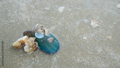 Green Mussel Shell Encrusted with Barnacles on Wet Sand