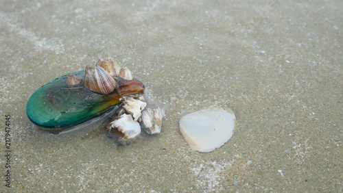 Green Mussel Shell with Barnacles Resting on Sandy Beach