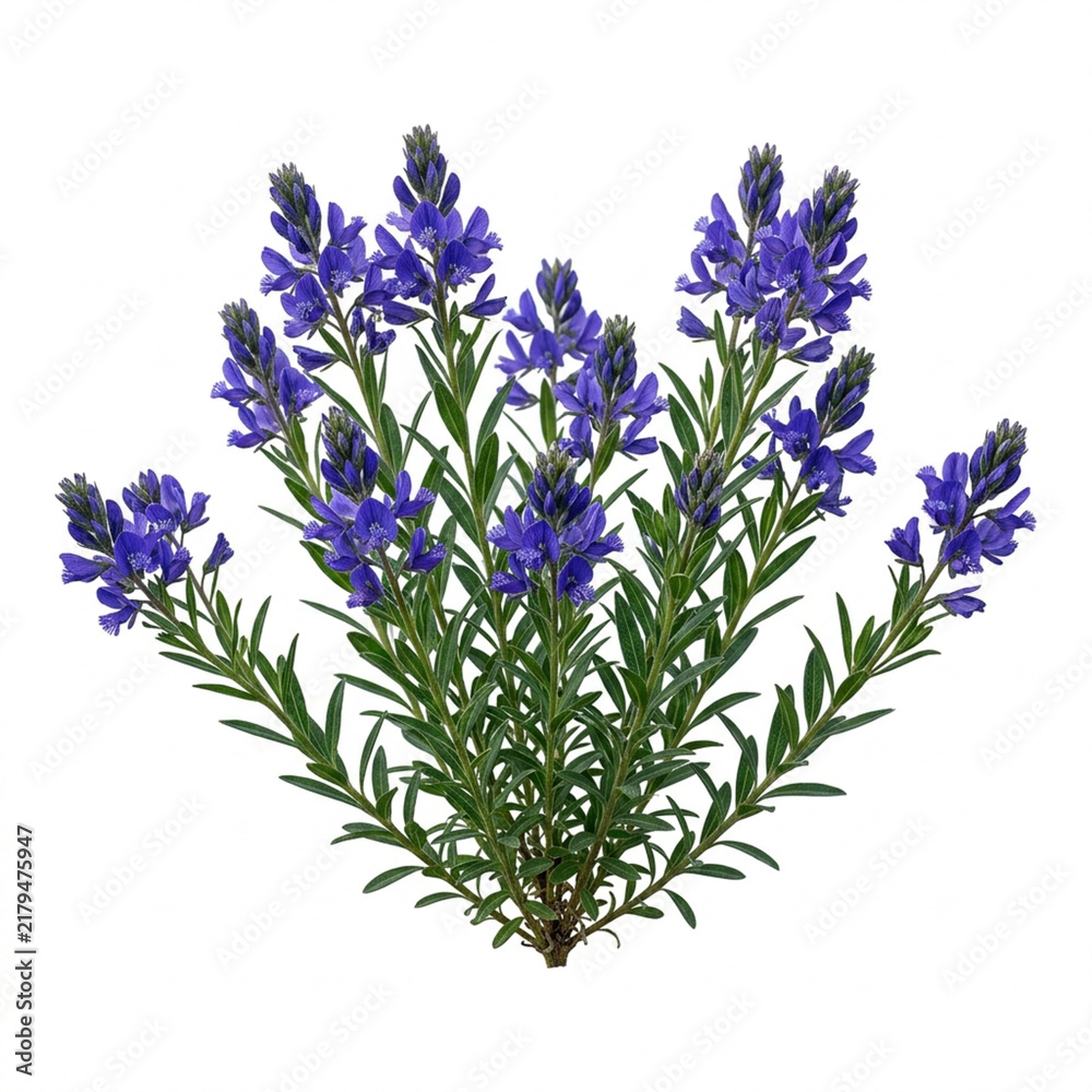 Obraz premium Charming Chalk Milkwort Wildflower Bush With Clusters Of Deep Purple Flowers Isolated On White Solid Background, Lovely Alpine Herb Flora For Botanical Art And Nature Guides