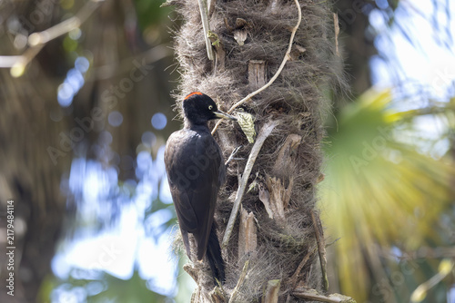 Obraz na plátně A black woodpecker sits on a palm tree trunk on a sunny day.