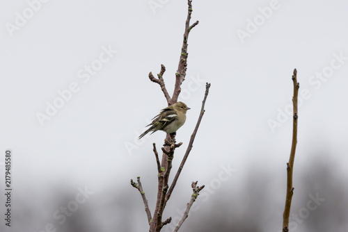 Obraz na płótnie Female Chaffinch Perched on Treetop Twigs
