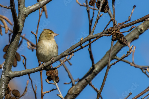 Photography Female Chaffinch Perched on Alder Branch