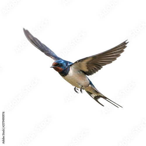 Barn swallow bird in flight isolated on white background