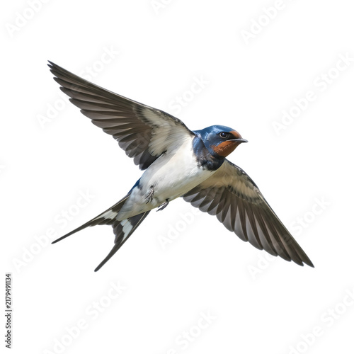 Barn swallow bird in flight isolated on white background for nature and wildlife design
