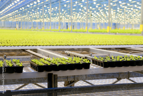 Fresh green lettuce seedlings sit in plastic trays on metal racks within a large indoor greenhouse facility under bright artificial lights