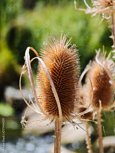 Konstfotografi Detailed macro view of a dry wild teasel head with sharp spines and curved bracts standing in a sunny field, featuring intricate natural patterns and a softly blurred bokeh background