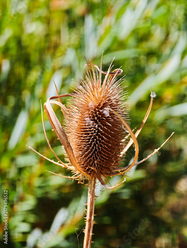 Картината върху платно Close-up photograph of a dry brown teasel head featuring detailed spiky texture and curved bracts illuminated by sunlight with a soft green bokeh background