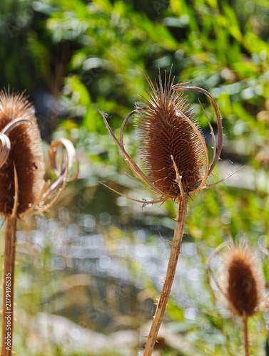 Dry wild teasel plant standing in selective focus with curved spiky bracts and detailed brown texture against a soft green background on a bright sunny day in late summer.