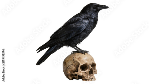 Foto Black raven perched on a cracked human skull, isolated on transparent background