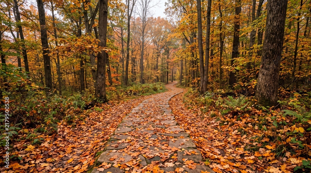 Obraz premium Autumn forest stone path photo travel outdoor wellness asset