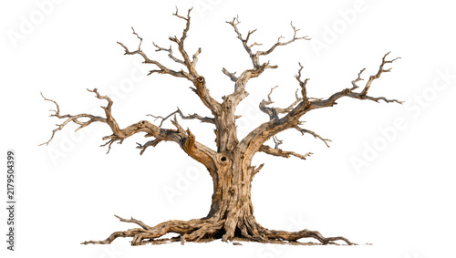Konstfotografi Gnarly dead oak tree with exposed roots, isolated on transparent background