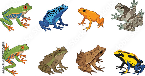 Colorful cartoon frog set vector illustration featuring various tropical frog species and toad characters