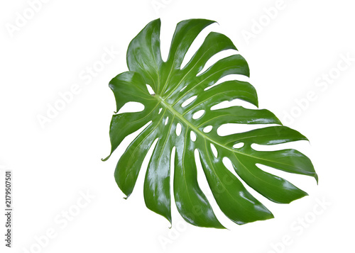 Foto Monstera green fern leafisolated on white background