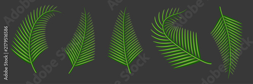 Single Green Tropical Palm Leaf Vector Design Element