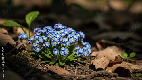 Delicate blue forget-me-not flowers blooming on a forest floor amidst fallen leaves.