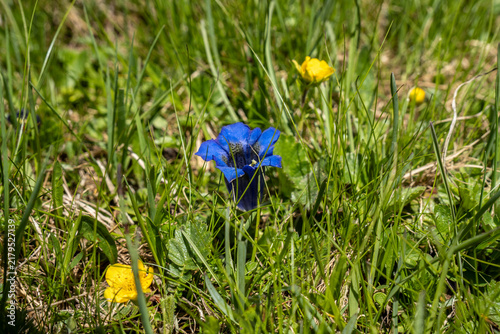 Enzian blüht im Sommer auf den Bergwiesen in Osttirol