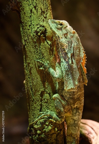 Konstfotografi Frilled lizard (Chlamydosaurus kingii)