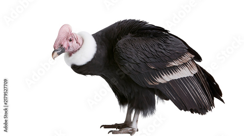 Fotografie Andean condor bird with pink head and white neck ruff, isolated on transparent b