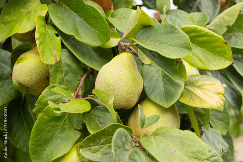 Quince, golden pome fruit related to apples and pears. Used for mainly jellies and jam's. Fruit in tree. Nature. 