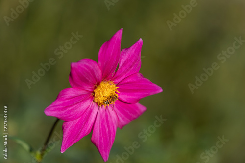 Single magenta pink dahlia flower with honeybee collecting nectar in sunny autumn garden