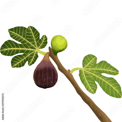 Cuadro en lienzo green figs on a branch