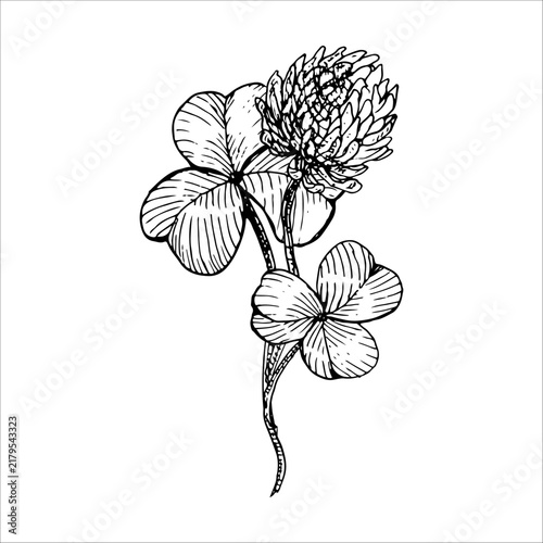 Clover Shamrock flower with leaves hand drawn vector ink sketch. Line art monochrome graphic Engraving element for greeting cards, Irish pub branding, botanical lucky tattoo, design prints festival.
