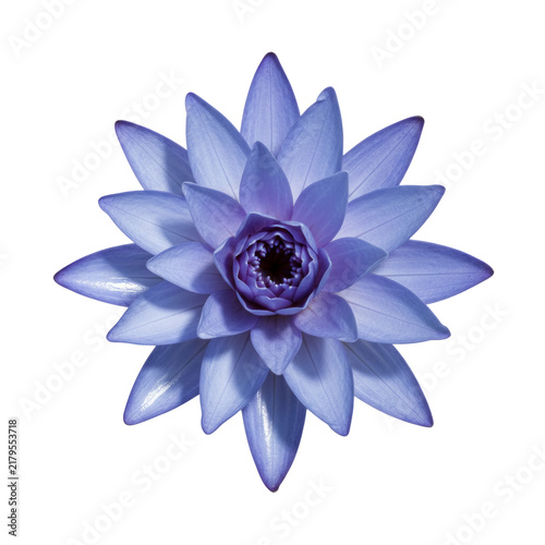 Top view of a fresh blooming purple water lily flower isolated on a transparent background
