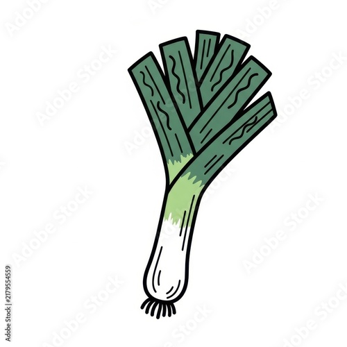 Fresh green leek vegetable illustration with white bulb and roots.