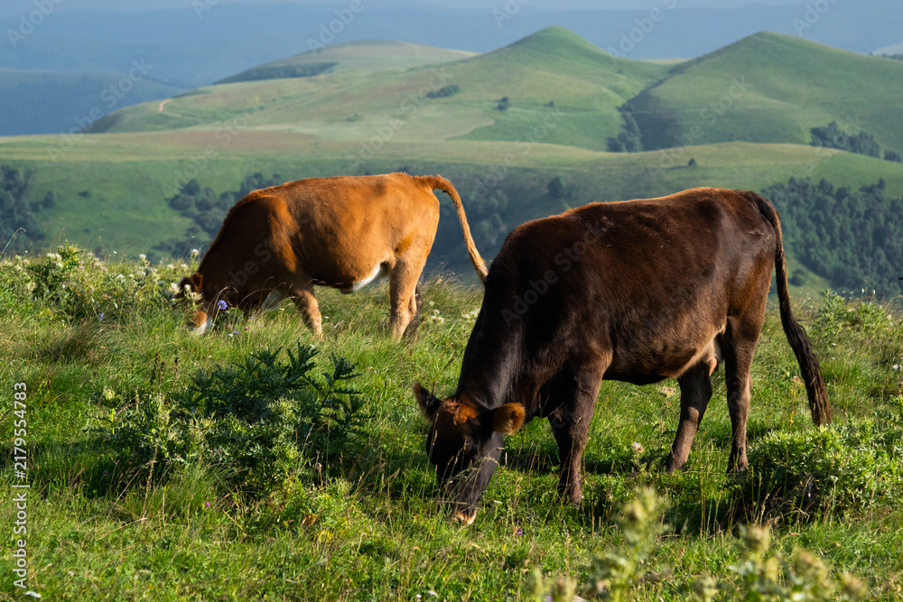 Obraz premium Brown cows grazing on green mountain pasture