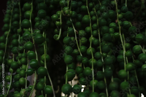 Cuadro en lienzo Close-up of vibrant green Senecio rowleyanus plant commonly known as String of P