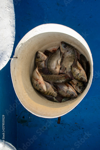 Картината върху платно Fresh Tilapia Fish in White Bucket on Fishing Boat, Lake Oloiden, Kenya