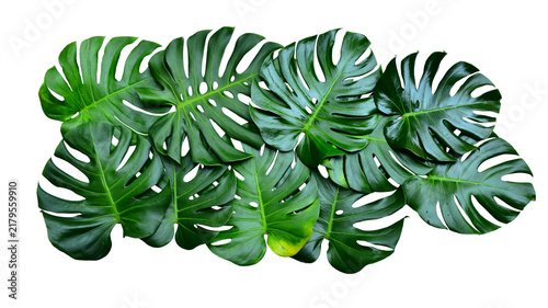 Konstfotografi Monstera green fern leafisolated on white background