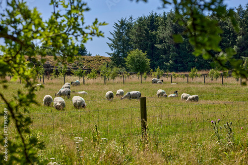 Dalesbred sheep and lambs grazing on land before the drought set in, Nidderdale, North Yorkshire