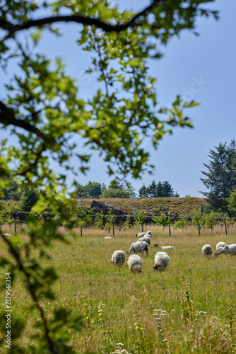Dalesbred sheep and lambs grazing on land before the drought set in, Nidderdale, North Yorkshire