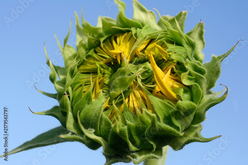 Fotografie Un tournesol à peine ouvert