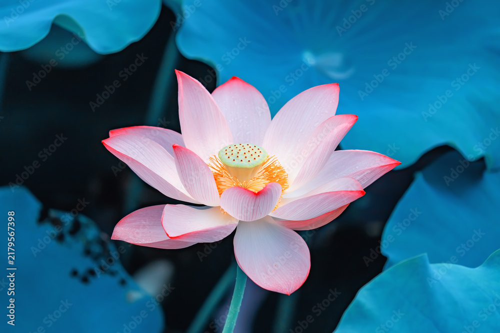 Obraz premium Lotus flower and Lotus flower plants