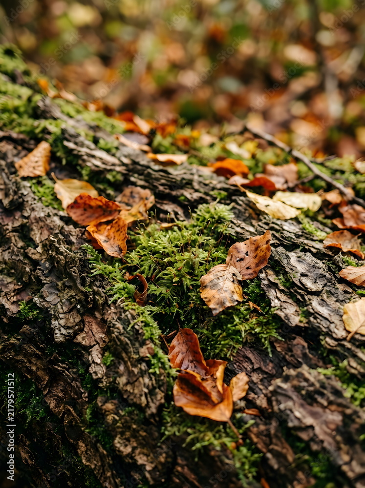 Obraz premium Weathered tree bark covered in green moss and fallen leaves in a forest. Natural forest floor details conveying seasonal change and peace. Autumn backgrounds and textures with natural elements.