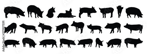 pig and piglet silhouette set. pig and piglet isolated farm animal silhouette icon vector collection